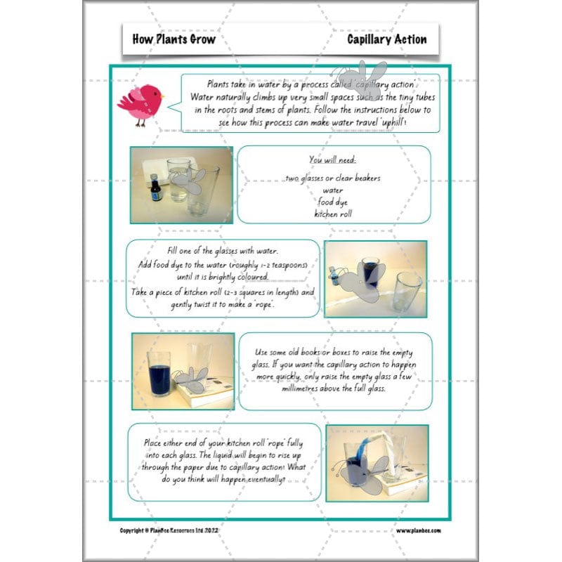 PlanBee Plants Year 3 Planning Pack | Year 3 Science Plants Lessons