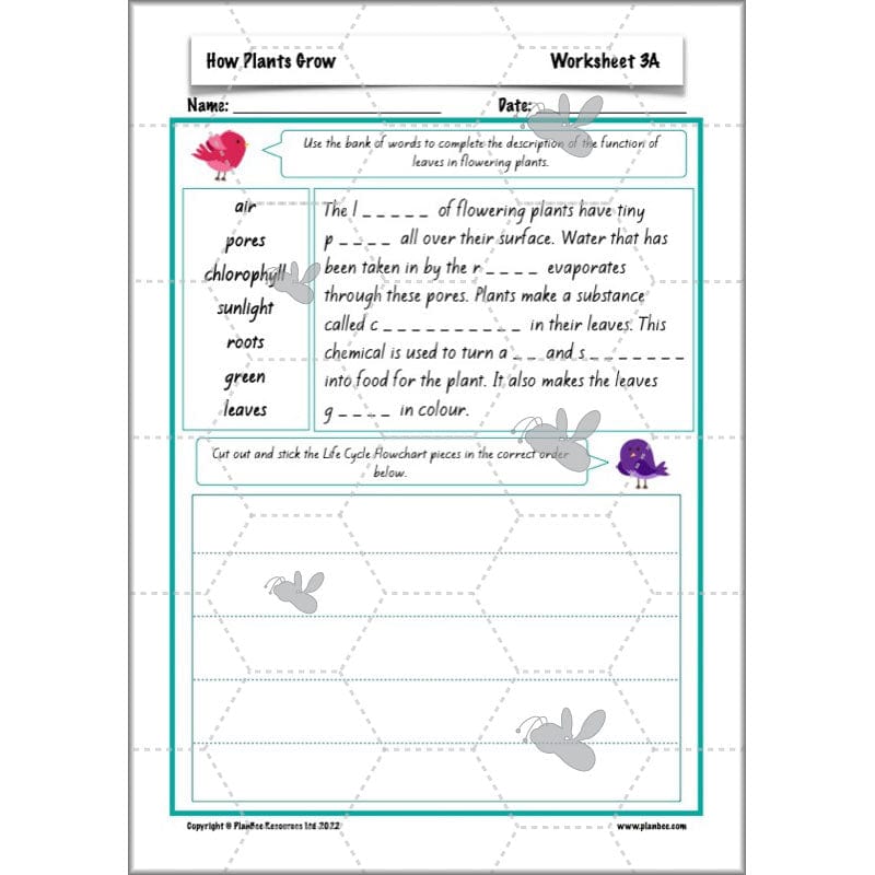 PlanBee Plants Year 3 Planning Pack | Year 3 Science Plants Lessons