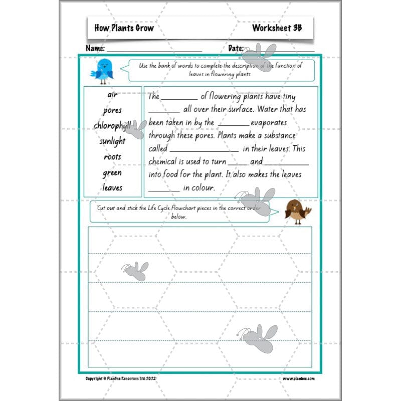 PlanBee Plants Year 3 Planning Pack | Year 3 Science Plants Lessons