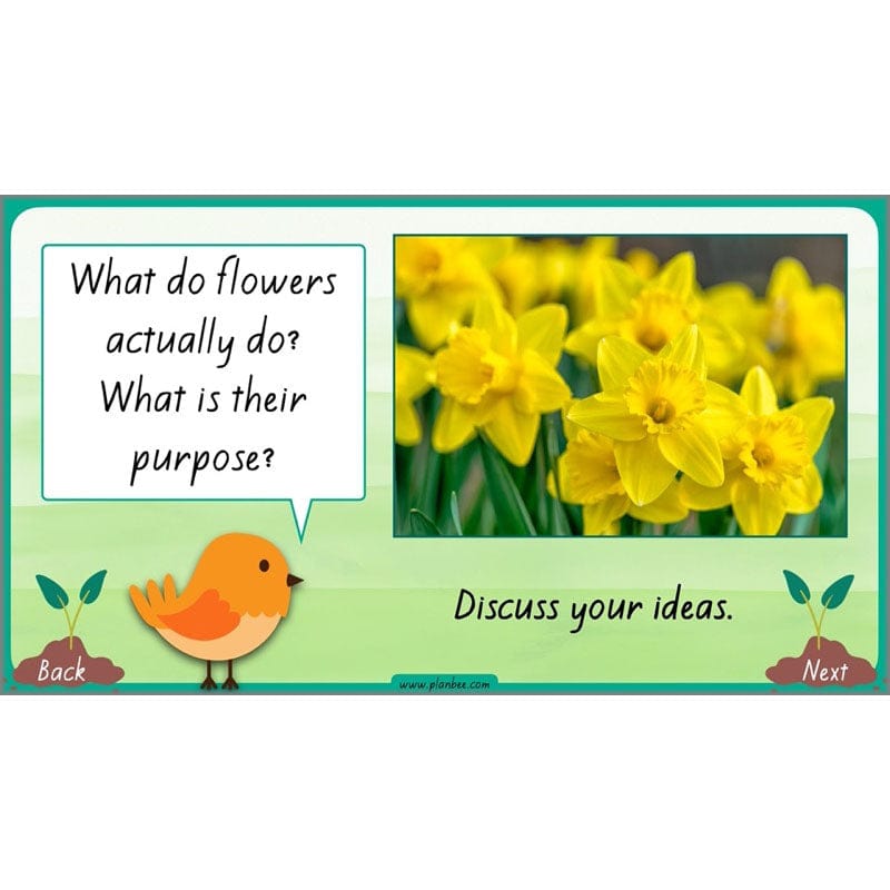 PlanBee Plants Year 3 Planning Pack | Year 3 Science Plants Lessons