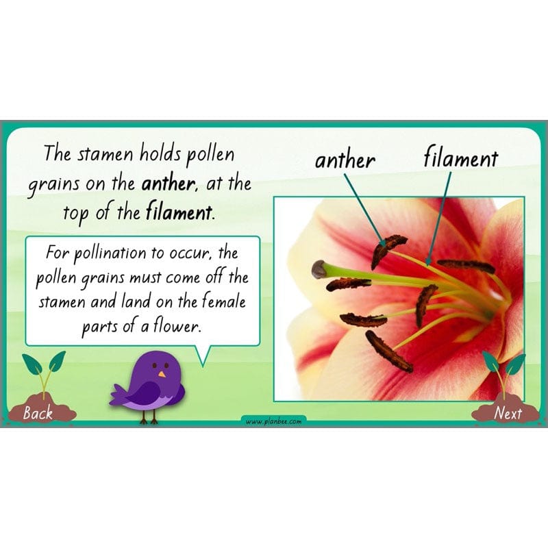PlanBee Plants Year 3 Planning Pack | Year 3 Science Plants Lessons