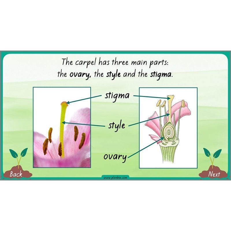 PlanBee Plants Year 3 Planning Pack | Year 3 Science Plants Lessons