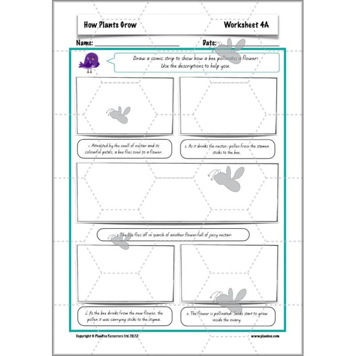 PlanBee Plants Year 3 Planning Pack | Year 3 Science Plants Lessons