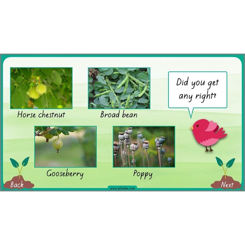 PlanBee Plants Year 3 Planning Pack | Year 3 Science Plants Lessons