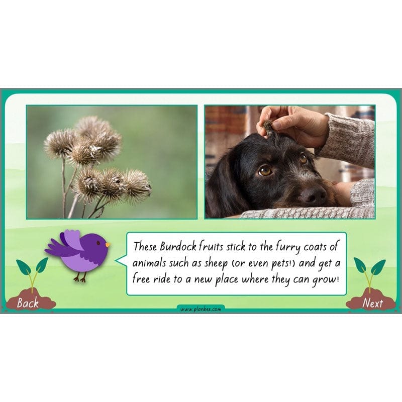 PlanBee Plants Year 3 Planning Pack | Year 3 Science Plants Lessons