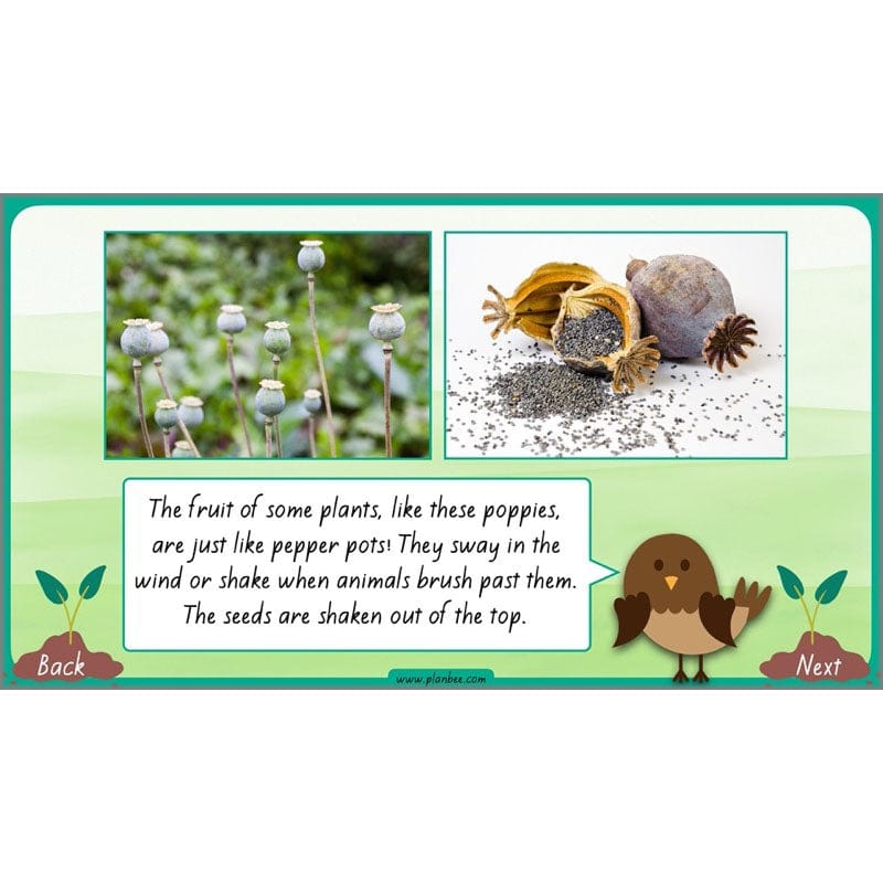 PlanBee Plants Year 3 Planning Pack | Year 3 Science Plants Lessons
