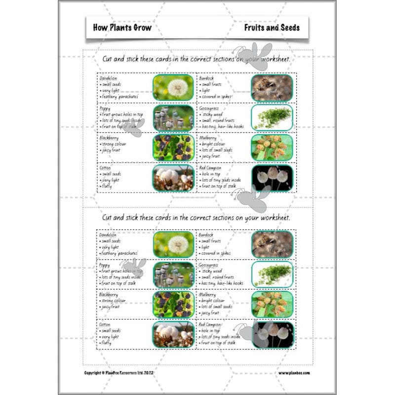 PlanBee Plants Year 3 Planning Pack | Year 3 Science Plants Lessons