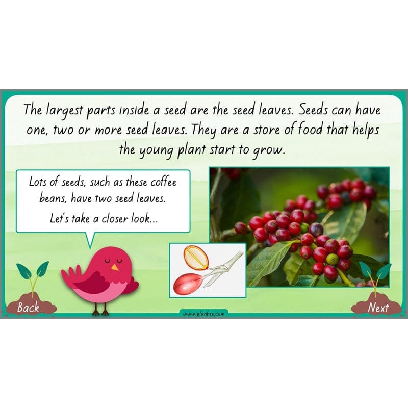 PlanBee Plants Year 3 Planning Pack | Year 3 Science Plants Lessons