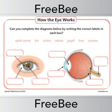 FREE How the Eye Works KS2 Diagram and Worksheets — PlanBee