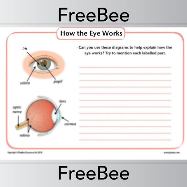 PlanBee How the eye works KS2