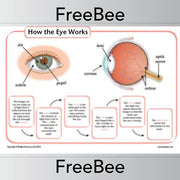 PlanBee How the eye works KS2