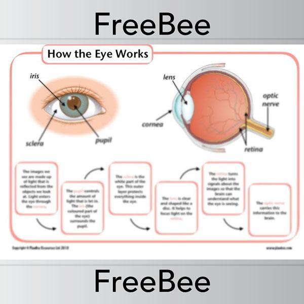 PlanBee How the eye works KS2