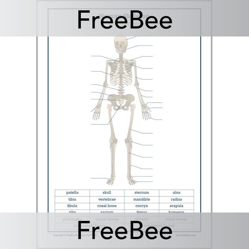Free label the Skeleton Worksheet PDF by PlanBee free-label-the-skeleton-worksheet-pdf-by-planbee