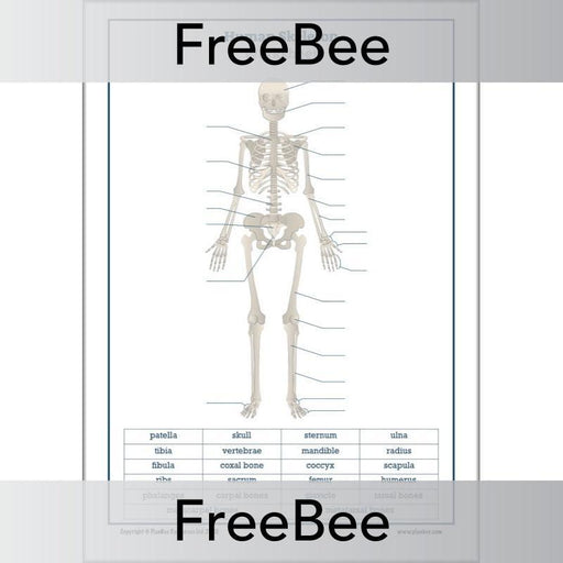 PlanBee Free label the Skeleton Worksheet by PlanBee