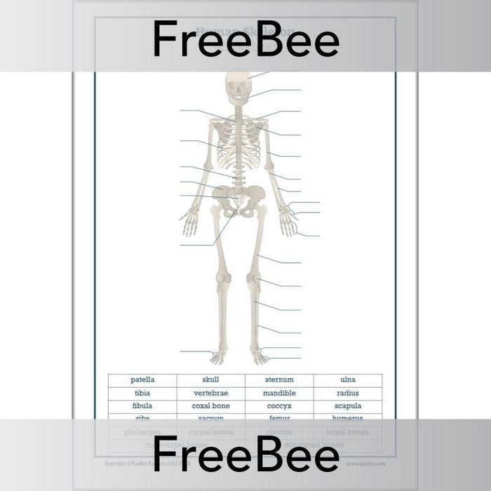 free-label-the-skeleton-worksheet-pdf-by-planbee for Free Printable Human Skeleton Diagram Free label the Skeleton Worksheet PDF by PlanBee for Free Printable Human Skeleton Diagram