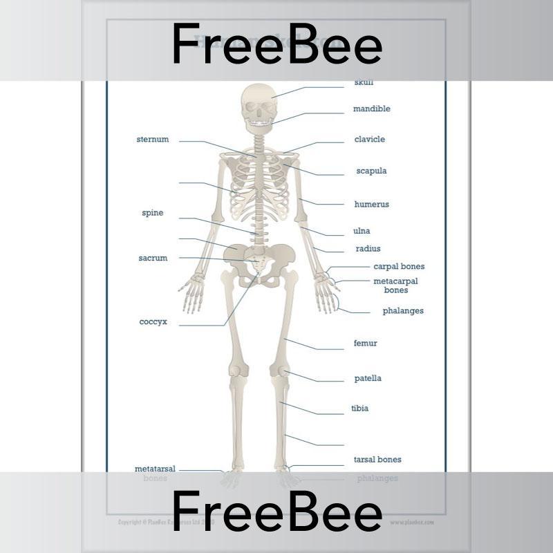 Free labelled Skeleton Worksheet by PlanBee