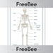 PlanBee Free label the Skeleton Worksheet by PlanBee