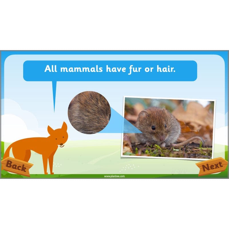 PlanBee Animals Year 1 | Science Lessons KS1 by PlanBee