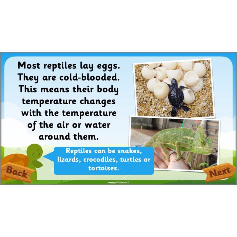 PlanBee Animals Year 1 | Science Lessons KS1 by PlanBee