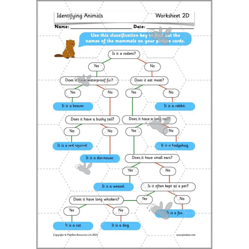 PlanBee Animals Year 1 | Science Lessons KS1 by PlanBee