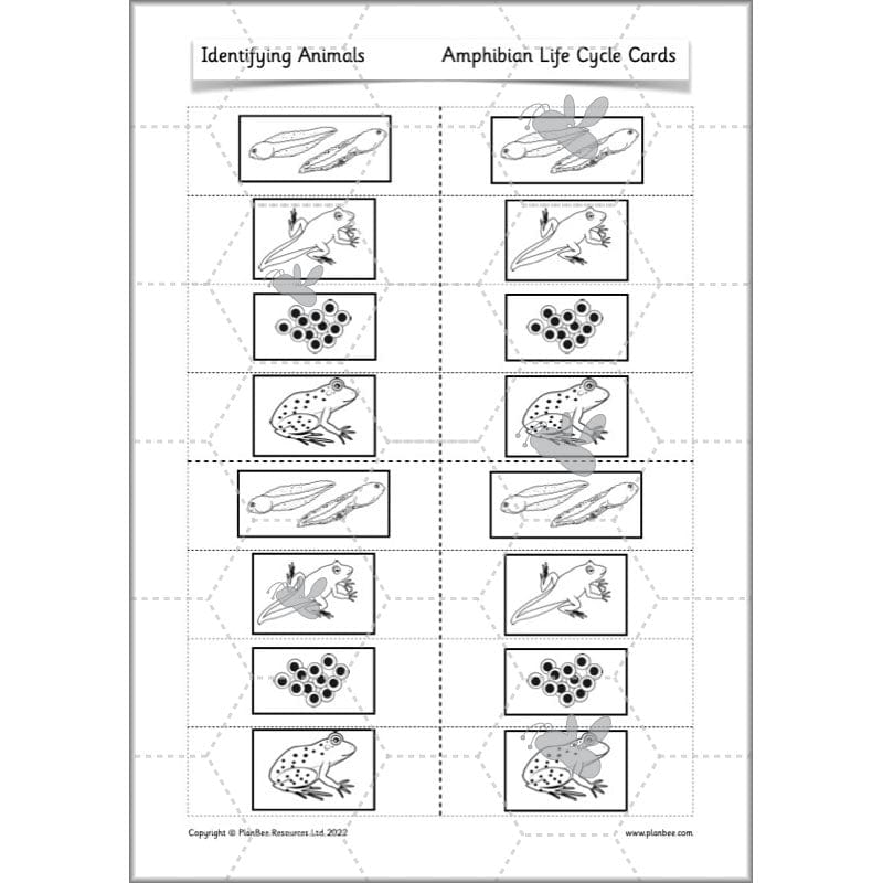 PlanBee Animals Year 1 | Science Lessons KS1 by PlanBee