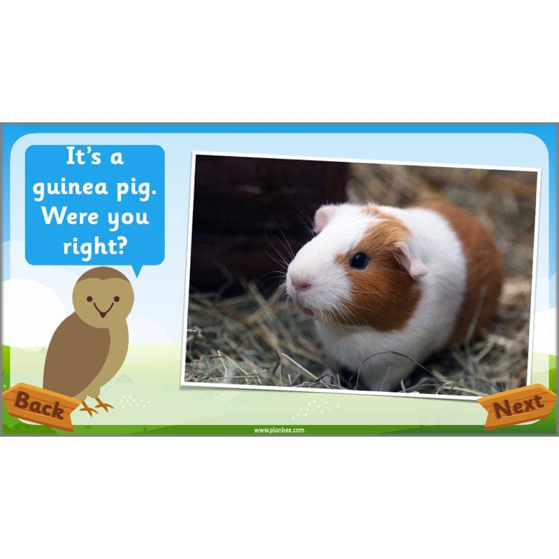 PlanBee Animals Year 1 | Science Lessons KS1 by PlanBee