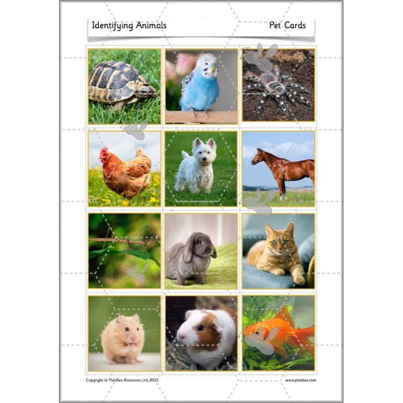 PlanBee Animals Year 1 | Science Lessons KS1 by PlanBee