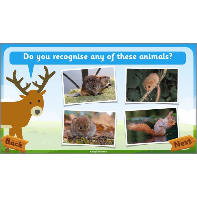 PlanBee Animals Year 1 | Science Lessons KS1 by PlanBee