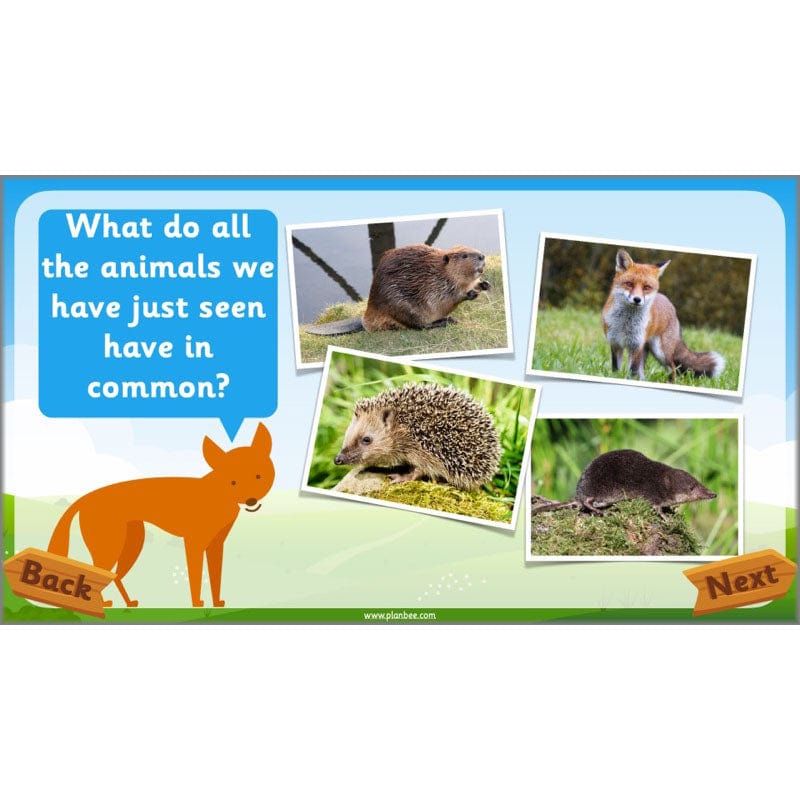 PlanBee Animals Year 1 | Science Lessons KS1 by PlanBee