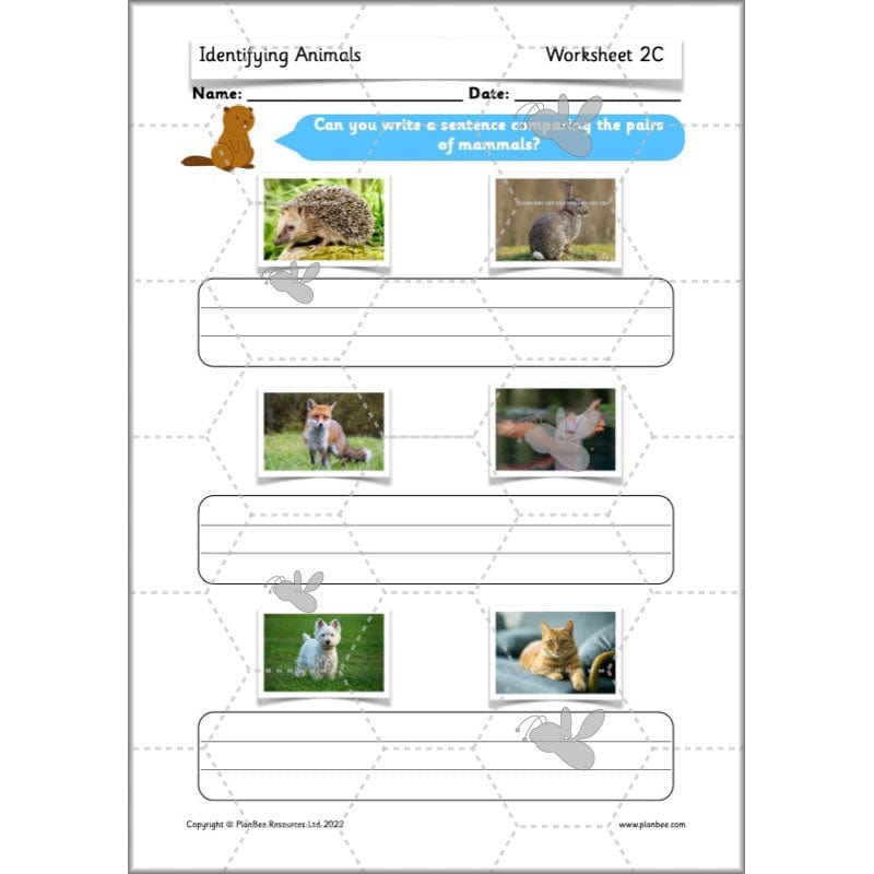 PlanBee Animals Year 1 | Science Lessons KS1 by PlanBee