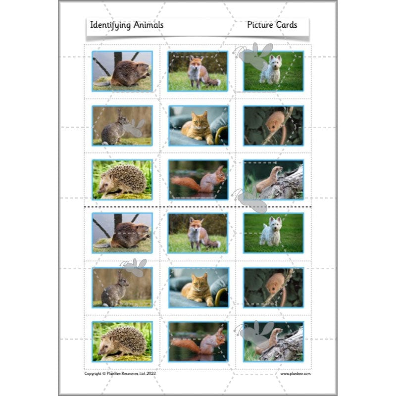 PlanBee Animals Year 1 | Science Lessons KS1 by PlanBee