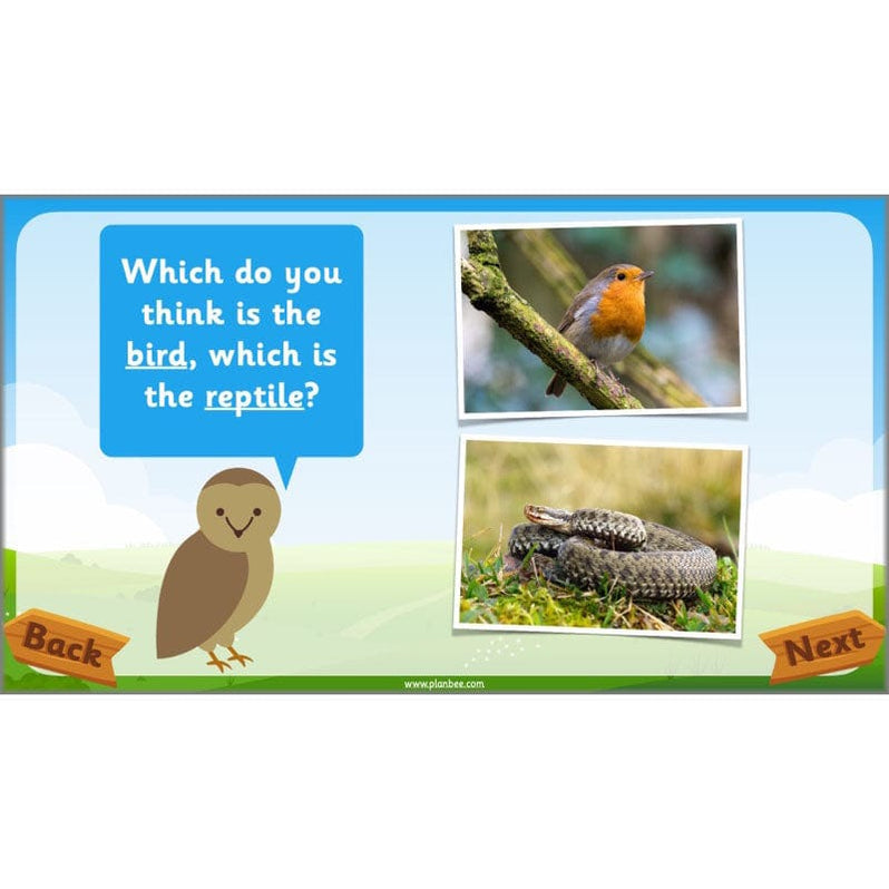 Animals Year 1 Science Lessons KS1 by PlanBee