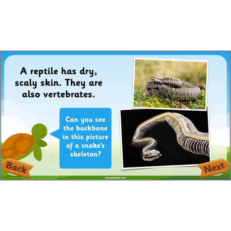 PlanBee Animals Year 1 | Science Lessons KS1 by PlanBee