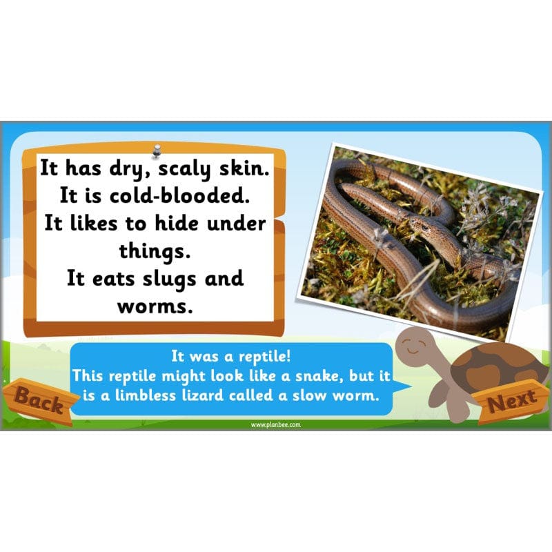PlanBee Animals Year 1 | Science Lessons KS1 by PlanBee