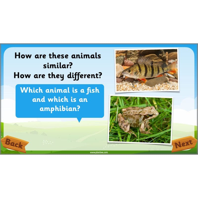 PlanBee Animals Year 1 | Science Lessons KS1 by PlanBee