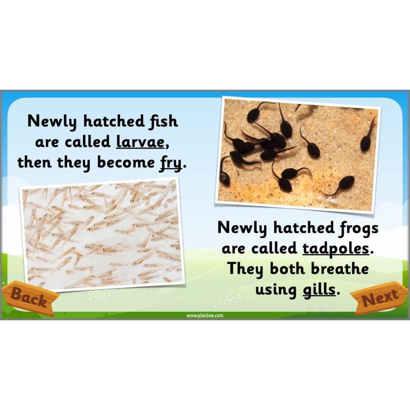 PlanBee Animals Year 1 | Science Lessons KS1 by PlanBee