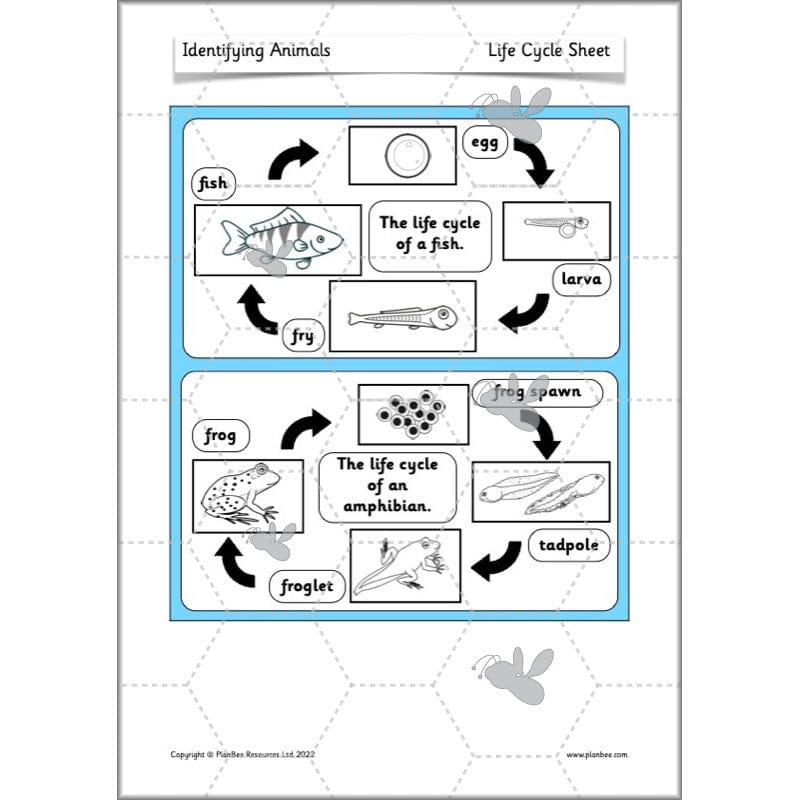 PlanBee Animals Year 1 | Science Lessons KS1 by PlanBee