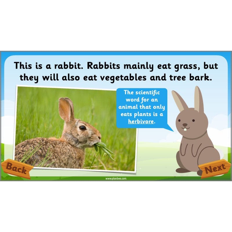 PlanBee Animals Year 1 | Science Lessons KS1 by PlanBee