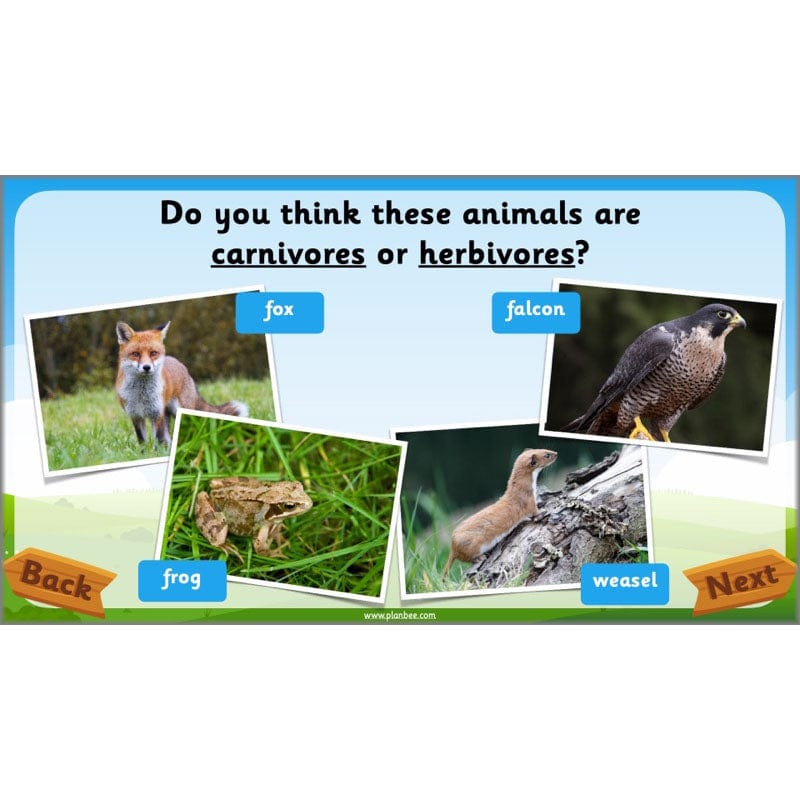 PlanBee Animals Year 1 | Science Lessons KS1 by PlanBee