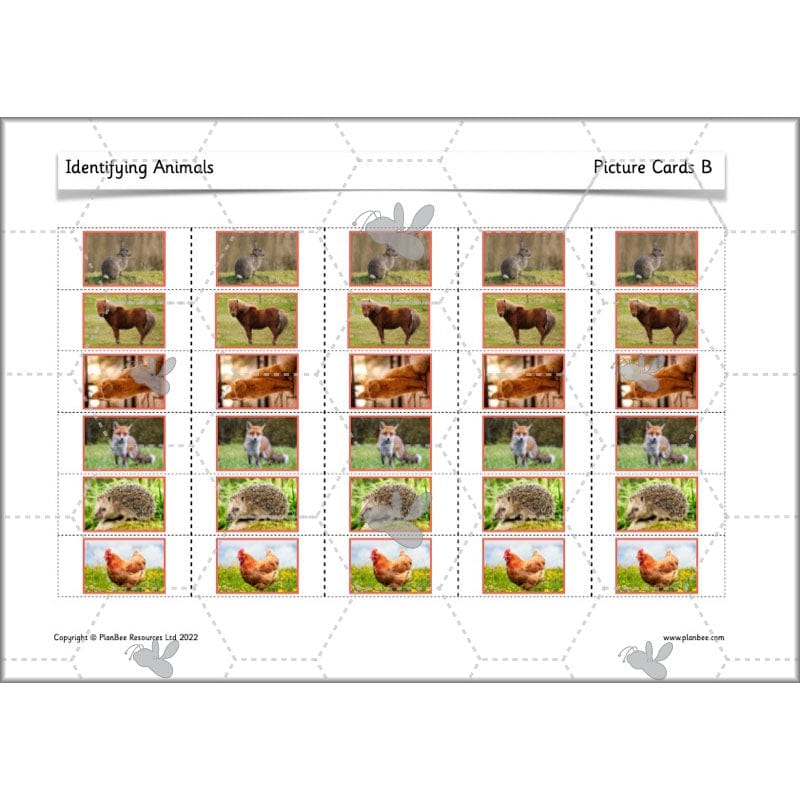 PlanBee Animals Year 1 | Science Lessons KS1 by PlanBee