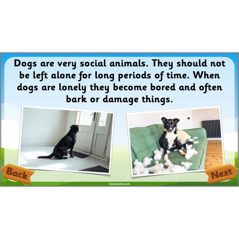 PlanBee Animals Year 1 | Science Lessons KS1 by PlanBee