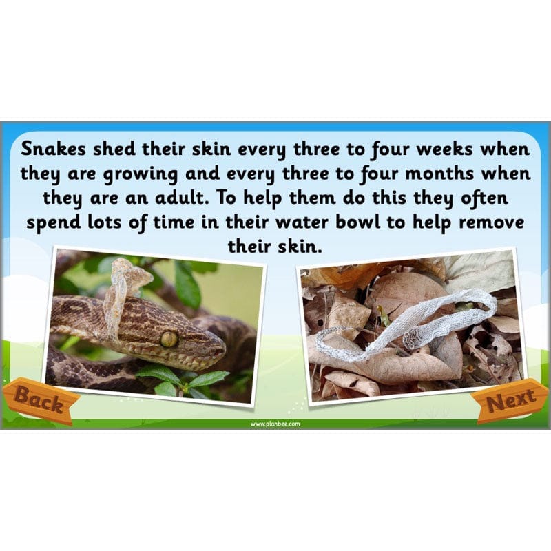 PlanBee Animals Year 1 | Science Lessons KS1 by PlanBee