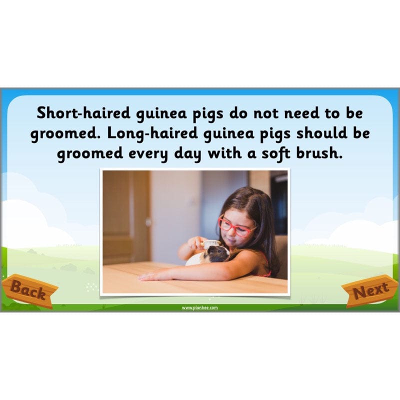 PlanBee Animals Year 1 | Science Lessons KS1 by PlanBee