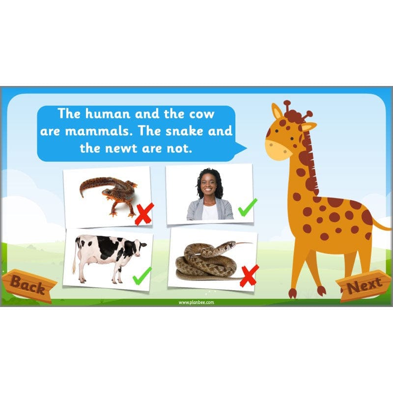 PlanBee Animals Year 1 | Science Lessons KS1 by PlanBee