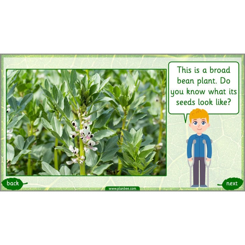 PlanBee Identifying Plants Year 1 | KS1 Plants Lessons | PlanBee