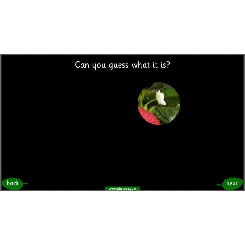 PlanBee Identifying Plants Year 1 | KS1 Plants Lessons | PlanBee