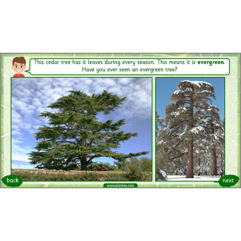 PlanBee Identifying Plants Year 1 | KS1 Plants Lessons | PlanBee