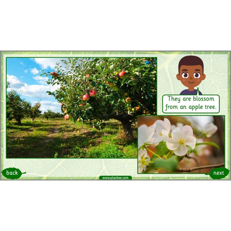 PlanBee Identifying Plants Year 1 | KS1 Plants Lessons | PlanBee