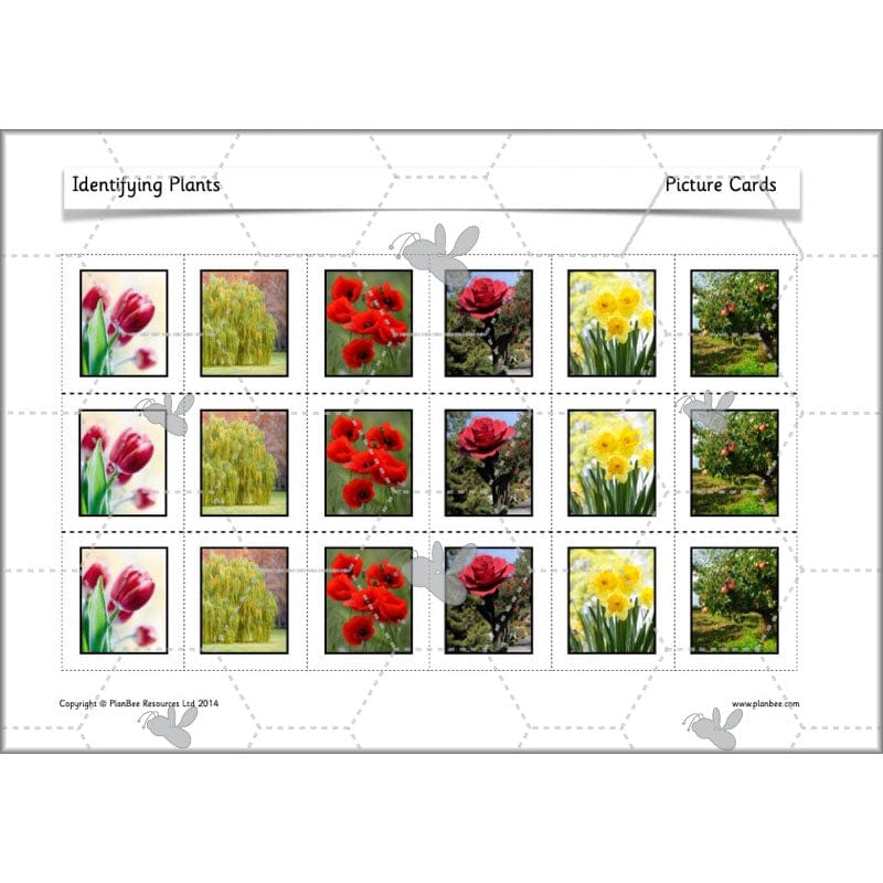 PlanBee Identifying Plants Year 1 | KS1 Plants Lessons | PlanBee