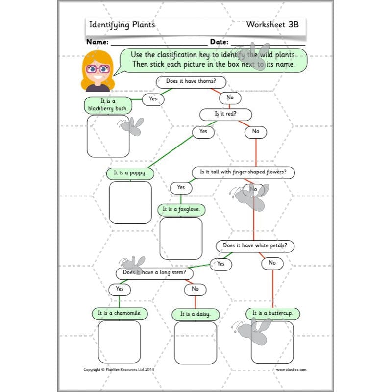 PlanBee Identifying Plants Year 1 | KS1 Plants Lessons | PlanBee
